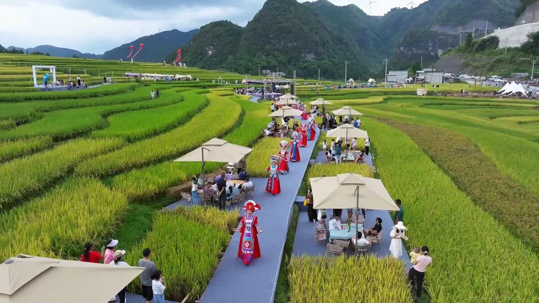 贵州龙里：在希望的田野上奏响丰收乐章(图3)